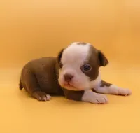MALE 1, a male Boston Terrier for sale in Brunswick, GA – 6 of 7