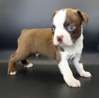 Dark Chocolate Male, a male Boston Terrier for sale in Brunswick, GA – 6 of 7