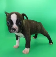 Dark Brindle Female, a female Boston Terrier for sale in Brunswick, GA – 8 of 8