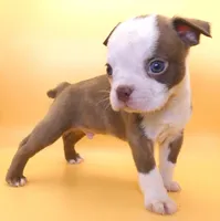 Light Chocolate Male, a male Boston Terrier for sale in Brunswick, GA – 3 of 4