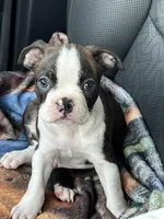 Dobby, a male Boston Terrier for sale in Mesa, AZ – Photo 1 of 2