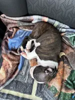 Dobby, a male Boston Terrier for sale in Mesa, AZ – Photo 2 of 2