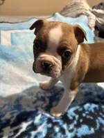 Coupe Deville, a male Boston Terrier for sale in Mesa, AZ – Photo 1 of 2