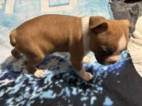 Coupe Deville, a male Boston Terrier for sale in Mesa, AZ – Photo 2 of 2