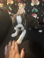 Dobby, a male Boston Terrier for sale in Mesa, AZ – Photo 3 of 3