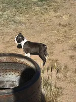 Dobby, a male Boston Terrier for sale in Mesa, AZ – Photo 2 of 3