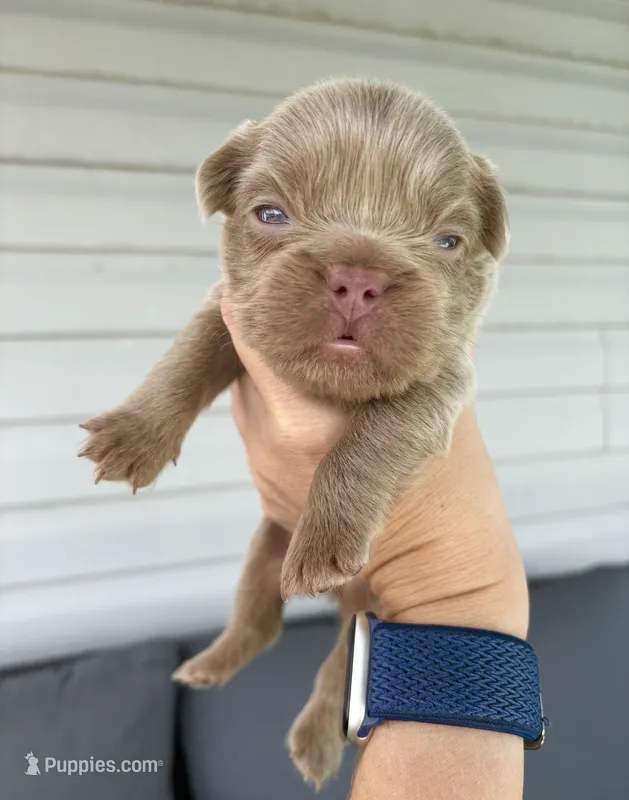 Denver – French Bulldog puppy for sale in Port Saint Lucie, FL