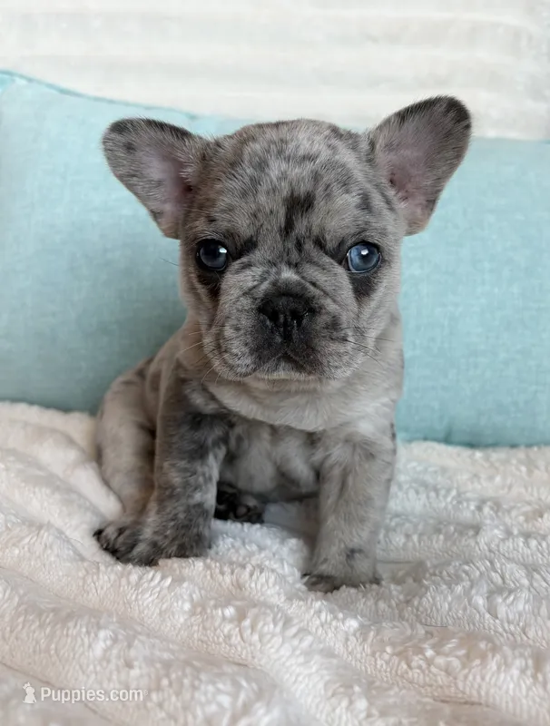 Patch – French Bulldog puppy for sale in Port Saint Lucie, FL
