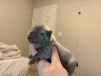 Jackson, a male French Bulldog for sale in Port Saint Lucie, FL – 1 of 3