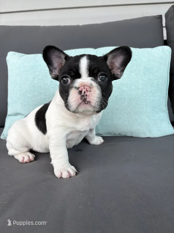 Rolly – French Bulldog puppy for sale in Port Saint Lucie, FL