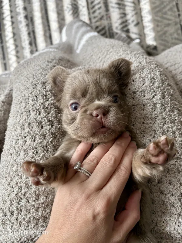 Denver – French Bulldog puppy for sale in Port Saint Lucie, FL