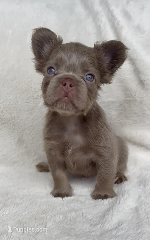 Denver – French Bulldog puppy for sale in Port Saint Lucie, FL