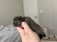 Boston, a male French Bulldog for sale in Port Saint Lucie, FL – 3 of 3
