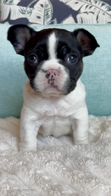 Rolly – French Bulldog puppy for sale in Port Saint Lucie, FL