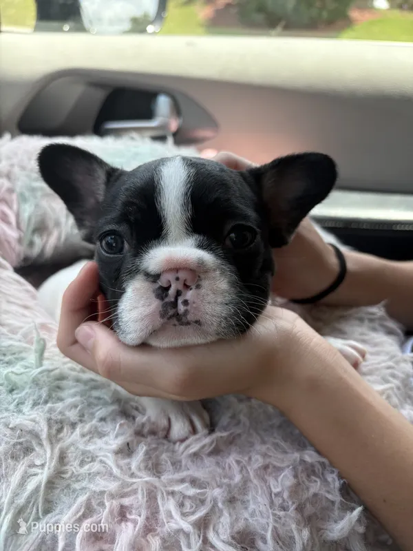 Rolly – French Bulldog puppy for sale in Port Saint Lucie, FL