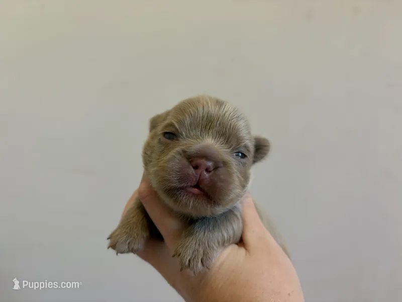 Denver – French Bulldog puppy for sale in Port Saint Lucie, FL