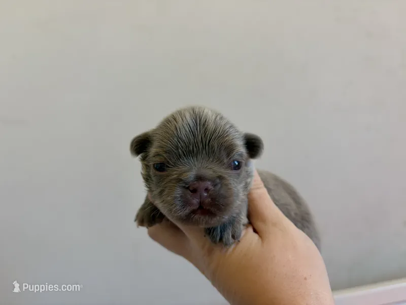 Jackson – French Bulldog puppy for sale in Port Saint Lucie, FL
