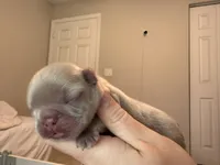 Denver, a male French Bulldog for sale in Port Saint Lucie, FL – 2 of 3