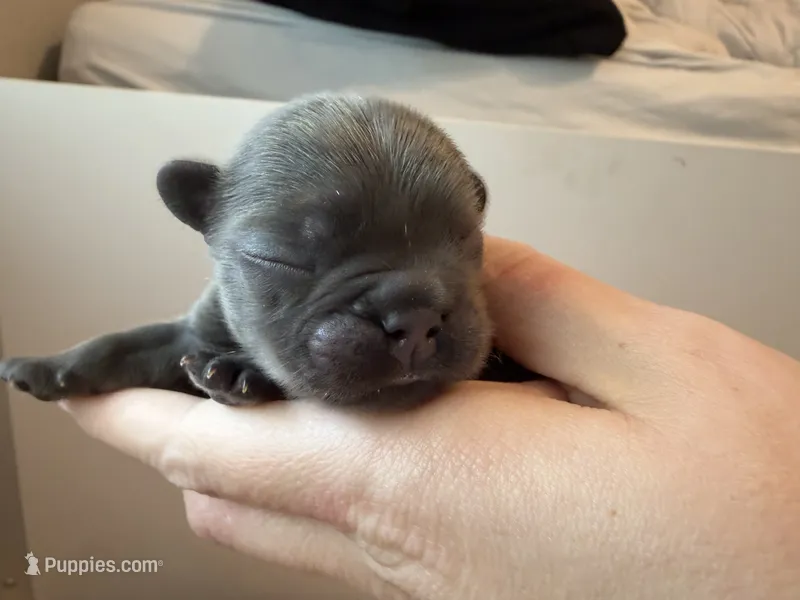 Boston – French Bulldog puppy for sale in Port Saint Lucie, FL