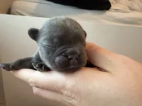 Boston, a male French Bulldog for sale in Port Saint Lucie, FL – 1 of 3