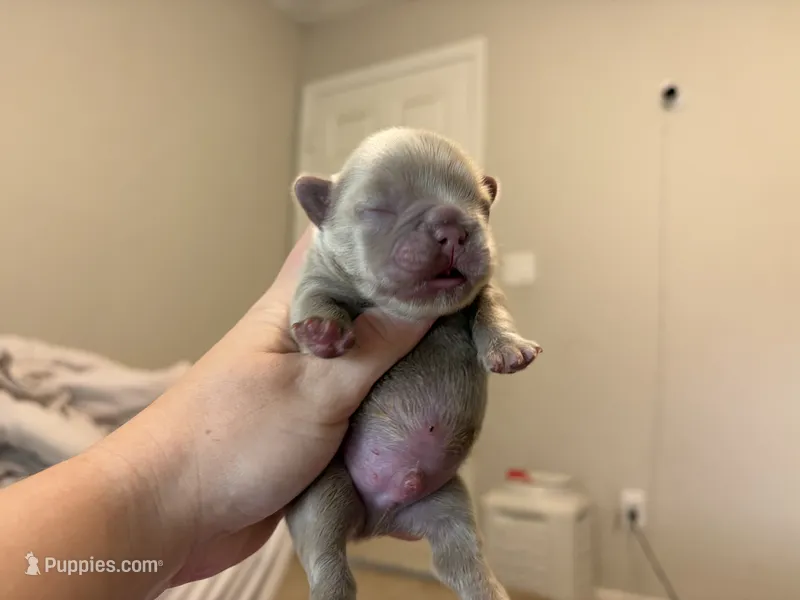 Denver – French Bulldog puppy for sale in Port Saint Lucie, FL