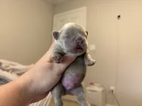 Denver, a male French Bulldog for sale in Port Saint Lucie, FL – 1 of 3
