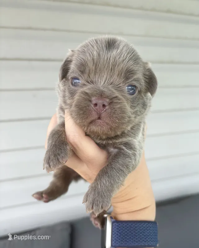 Jackson – French Bulldog puppy for sale in Port Saint Lucie, FL