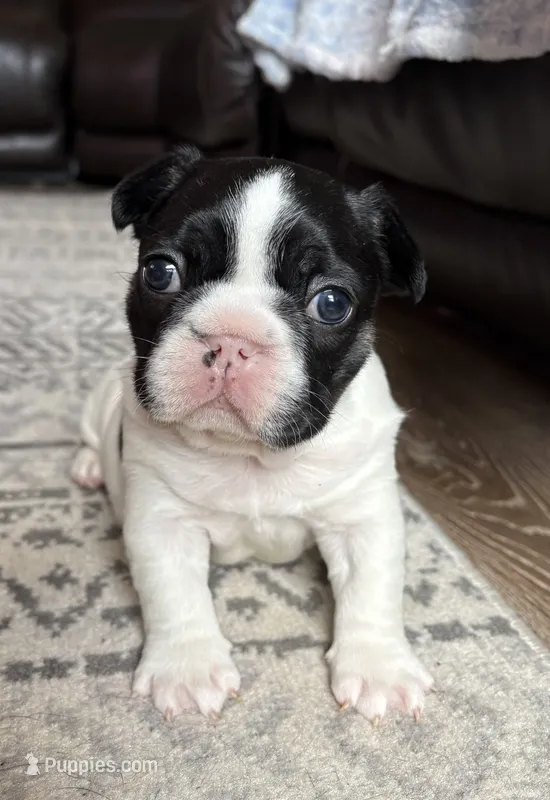 Rolly – French Bulldog puppy for sale in Port Saint Lucie, FL