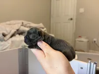 Boston, a male French Bulldog for sale in Port Saint Lucie, FL – 2 of 3