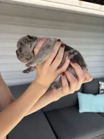 Patch, a male French Bulldog for sale in Port Saint Lucie, FL – 2 of 8