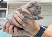 Patch, a male French Bulldog for sale in Port Saint Lucie, FL – 5 of 8