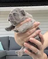 Patch, a male French Bulldog for sale in Port Saint Lucie, FL – 4 of 8