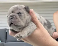 Patch, a male French Bulldog for sale in Port Saint Lucie, FL – 3 of 8