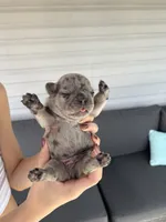 Patch, a male French Bulldog for sale in Port Saint Lucie, FL – 8 of 8