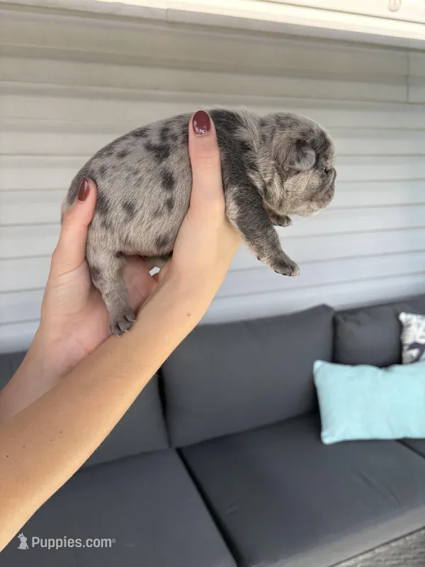 Patch – French Bulldog puppy for sale in Port Saint Lucie, FL