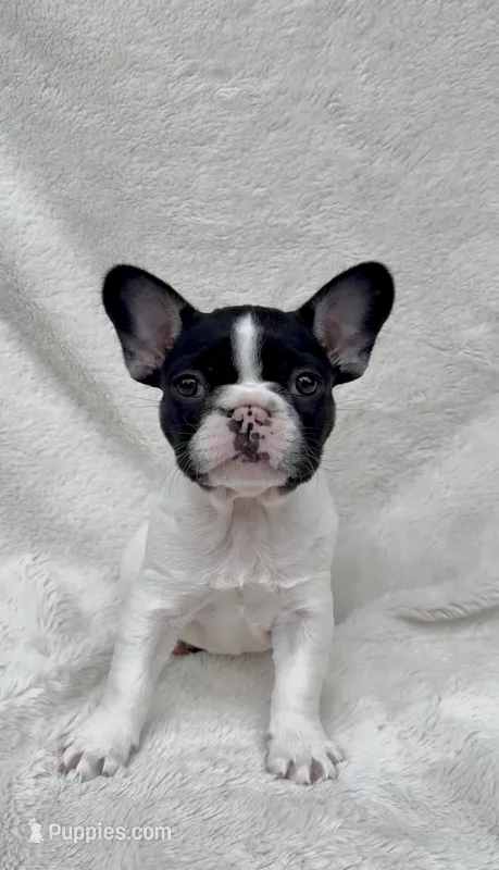 Rolly – French Bulldog puppy for sale in Port Saint Lucie, FL