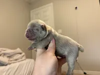 Denver, a male French Bulldog for sale in Port Saint Lucie, FL – 3 of 3