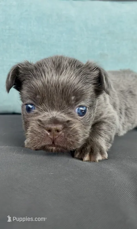 Jackson – French Bulldog puppy for sale in Port Saint Lucie, FL
