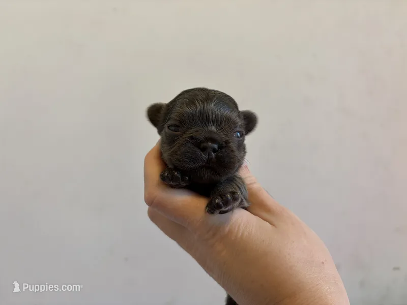 Boston – French Bulldog puppy for sale in Port Saint Lucie, FL
