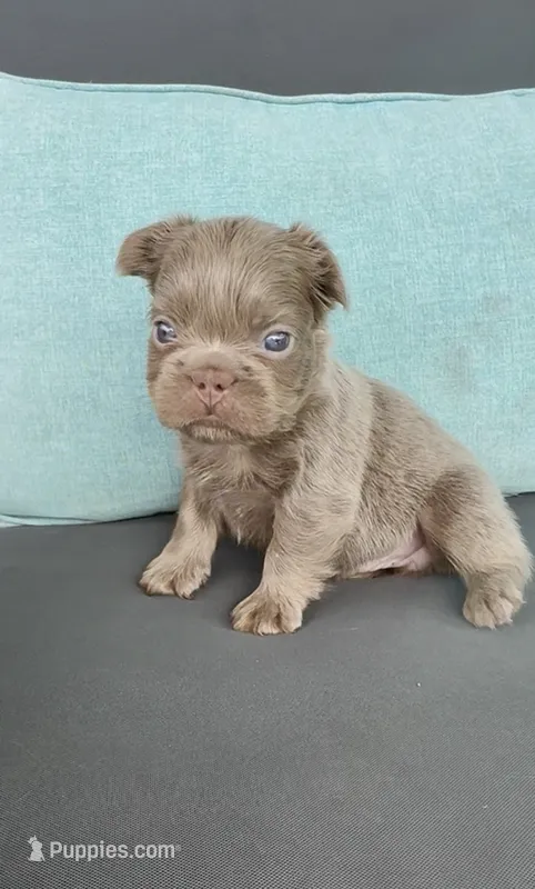 Denver – French Bulldog puppy for sale in Port Saint Lucie, FL
