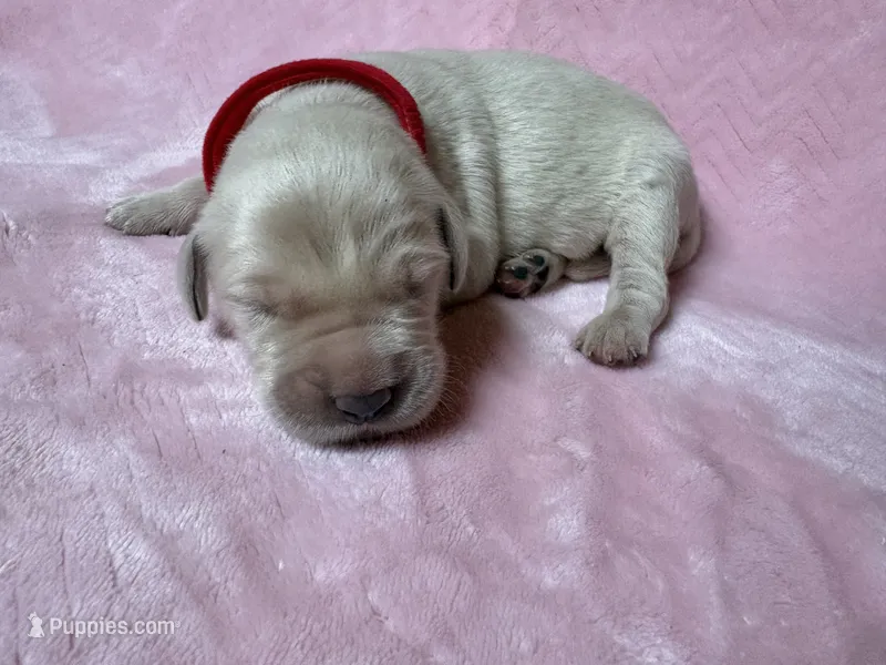 Ariel – Golden Retriever, English Cream Golden Retriever puppy for sale in Gillett, AR