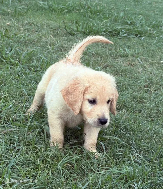 Kristoff – Golden Retriever puppy for sale in Gillett, AR