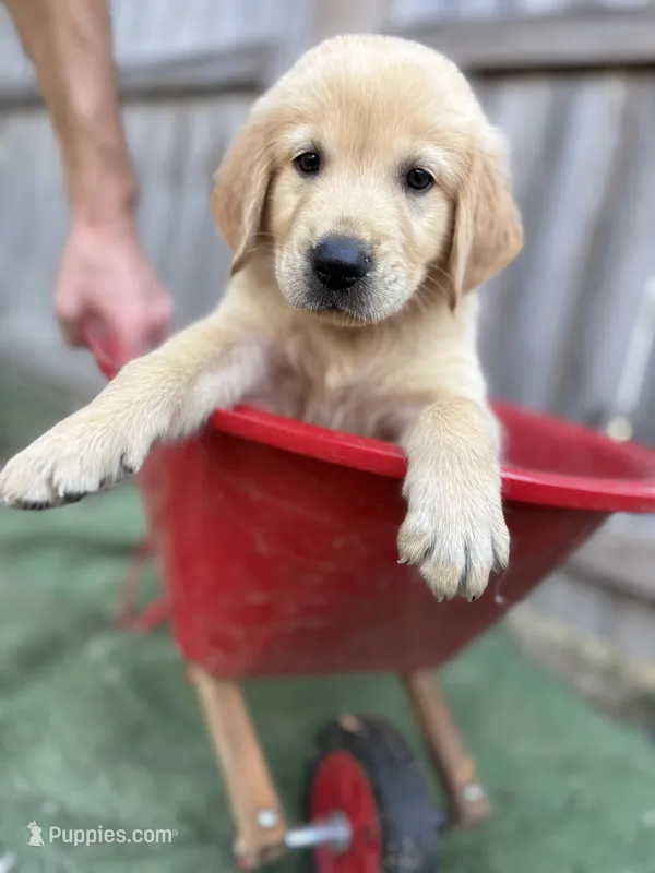 Prince Eric – Golden Retriever puppy for sale in Gillett, AR