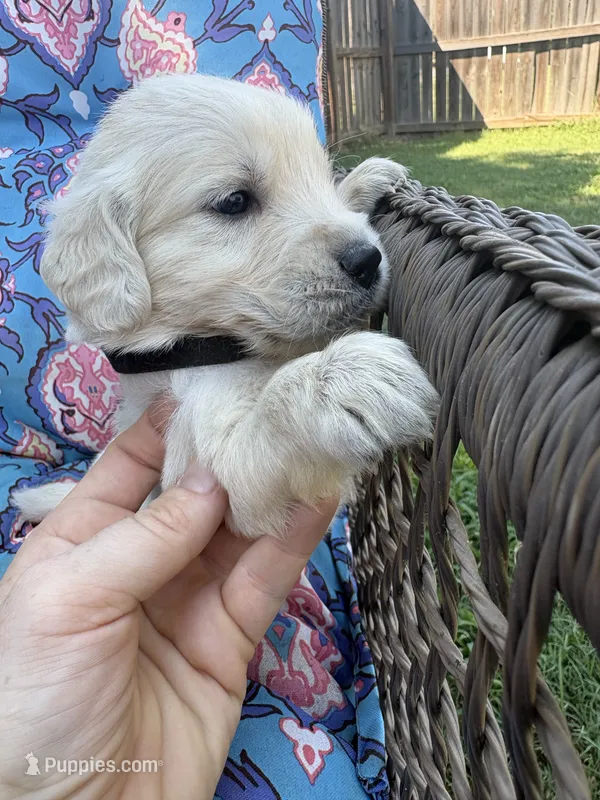 Prince Charming  – Golden Retriever, English Cream Golden Retriever puppy for sale in Gillett, AR