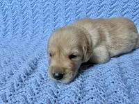 Prince Eric, a male Golden Retriever for sale in Gillett, AR – 1 of 3