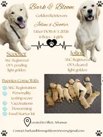 Aladdin, a male Golden Retriever and English Cream Golden Retriever for sale in Gillett, AR – 2 of 3