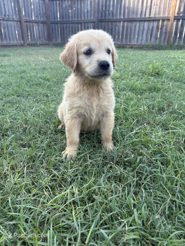 Flynn Rider – Golden Retriever puppy for sale in Gillett, AR