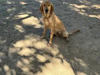 Jada Mae, a female Golden Retriever for sale in Gillett, AR – 1 of 3