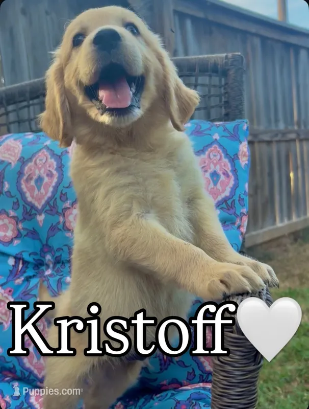 Kristoff – Golden Retriever puppy for sale in Gillett, AR
