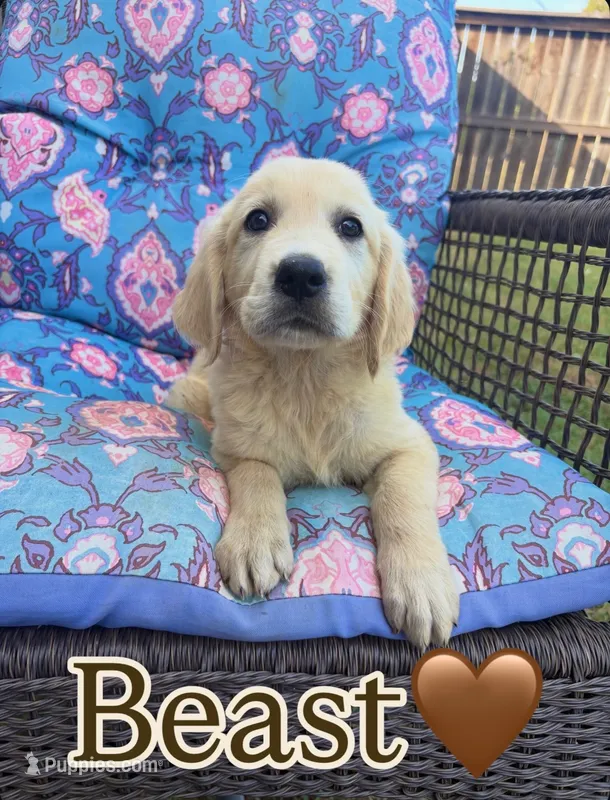 Beast – Golden Retriever, English Cream Golden Retriever puppy for sale in Gillett, AR